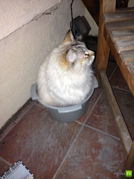 �������� ��������, ����� 4 (50 ����)