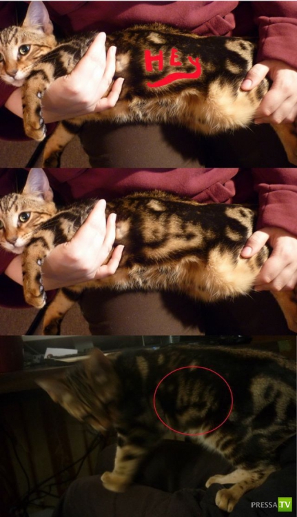 �������� ��������, ����� 4 (50 ����)