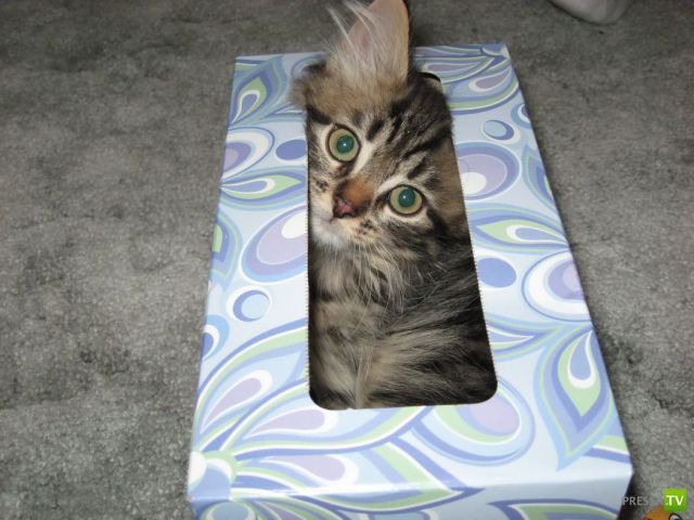 �������� ��������, ����� 4 (50 ����)