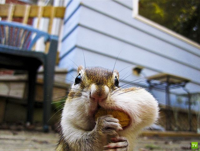 �������� ��������, ����� 4 (50 ����)