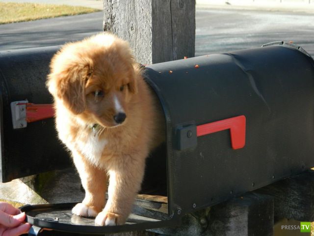 �������� ��������, ����� 4 (50 ����)