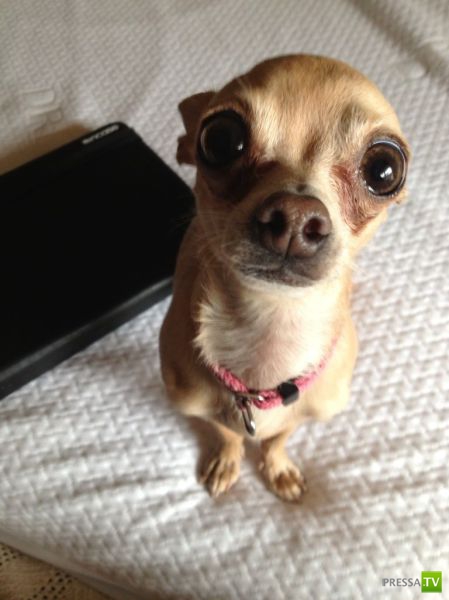 �������� ��������, ����� 4 (50 ����)