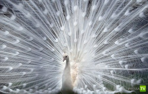 ��������� � �������� ���� (11 ����)