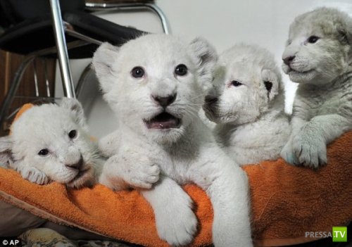 ��������� � �������� ���� (11 ����)