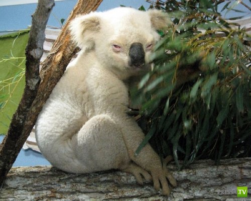 ��������� � �������� ���� (11 ����)