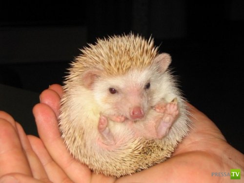 ��������� � �������� ���� (11 ����)