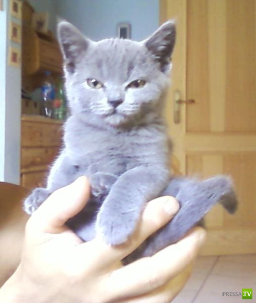 �������� ��������, ����� 6 (45 ����)