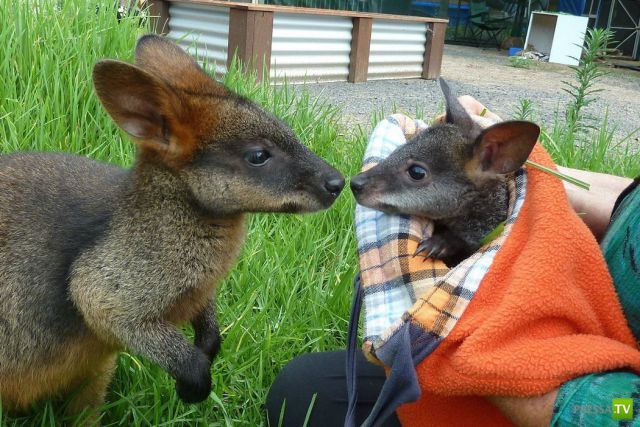 �������� ��������, ����� 6 (45 ����)