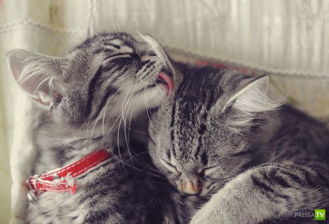 �������� ��������, ����� 6 (45 ����)