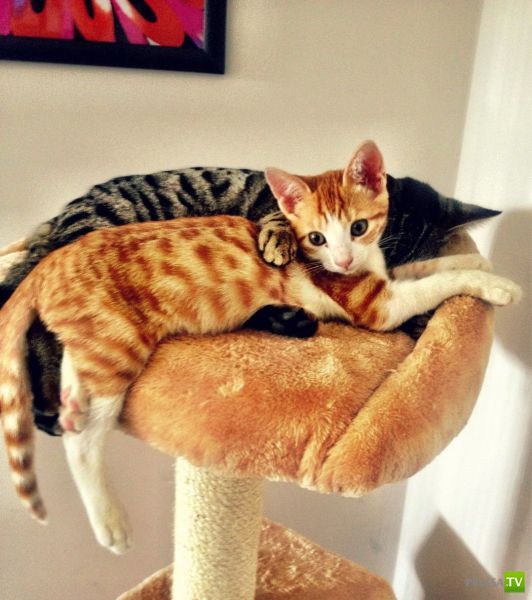 �������� ��������, ����� 6 (45 ����)