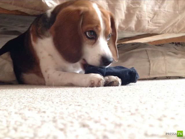 �������� ��������, ����� 6 (45 ����)