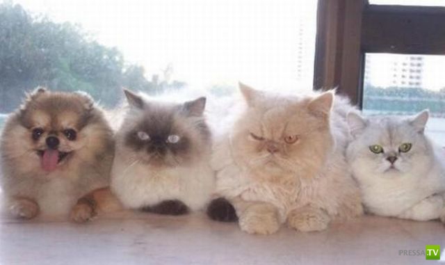 �������� ��������, ����� 6 (45 ����)