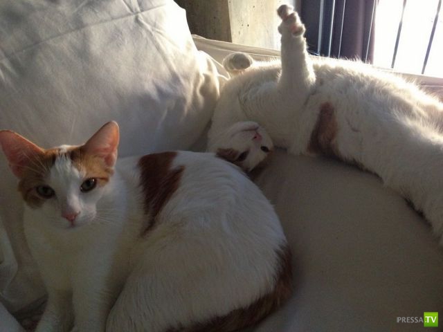 �������� ��������, ����� 6 (45 ����)