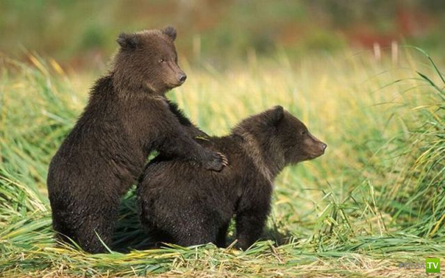 �������� ��������, ����� 6 (45 ����)