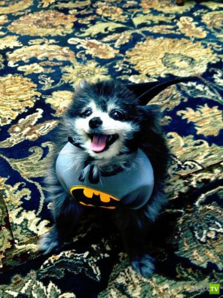 �������� ��������, ����� 6 (45 ����)