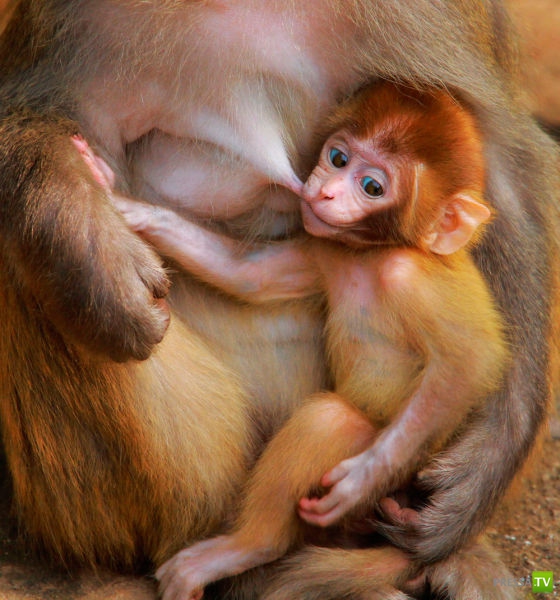 �������� ��������, ����� 6 (45 ����)