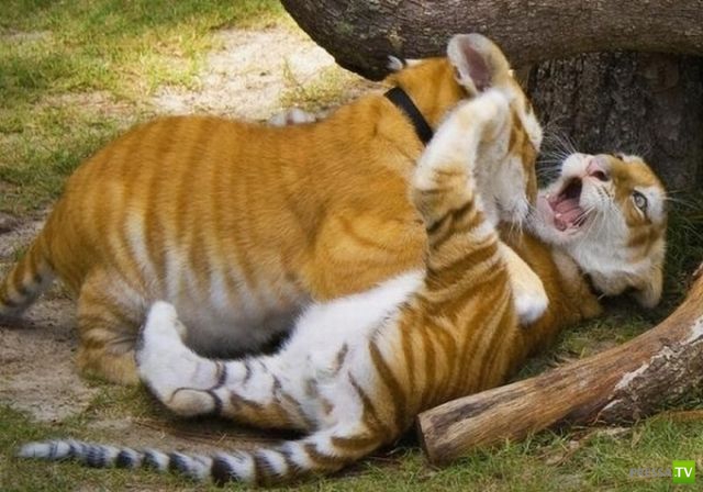 �������� ��������, ����� 6 (45 ����)