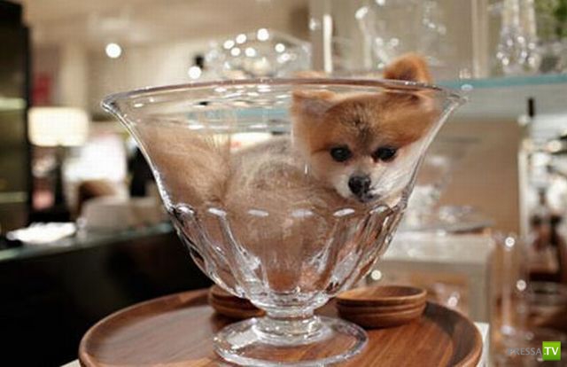 �������� ��������, ����� 6 (45 ����)