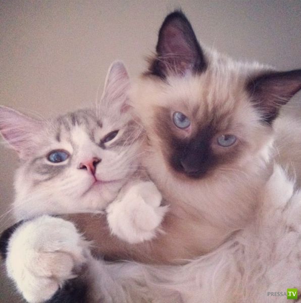 �������� ��������, ����� 7 (40 ����)