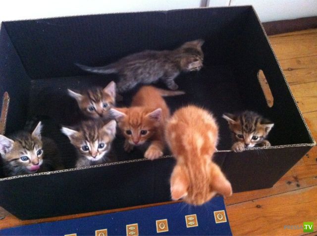 �������� ��������, ����� 7 (40 ����)