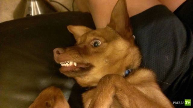 �������� ��������, ����� 7 (40 ����)