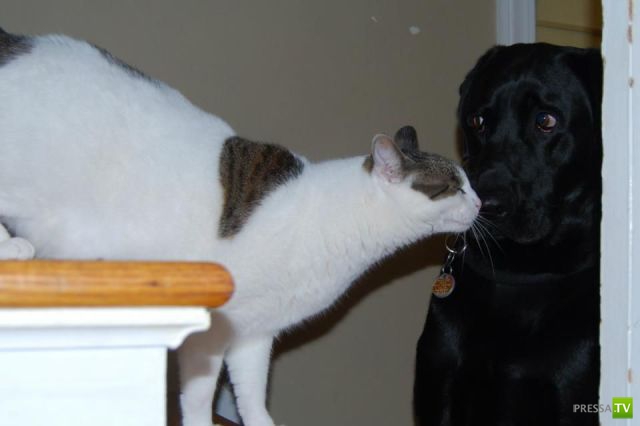 �������� ��������, ����� 7 (40 ����)