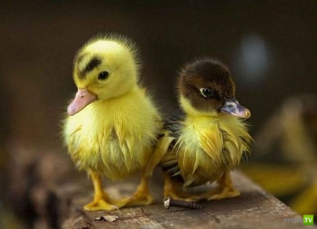 �������� ��������, ����� 7 (40 ����)