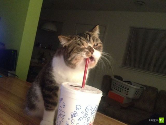 �������� ��������, ����� 7 (40 ����)