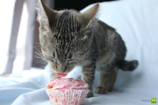 �������� ��������, ����� 7 (40 ����)