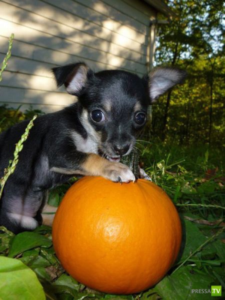 �������� ��������, ����� 7 (40 ����)