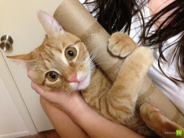 �������� ��������, ����� 7 (40 ����)