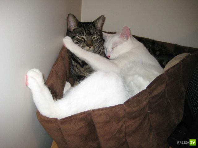 �������� ��������, ����� 7 (40 ����)