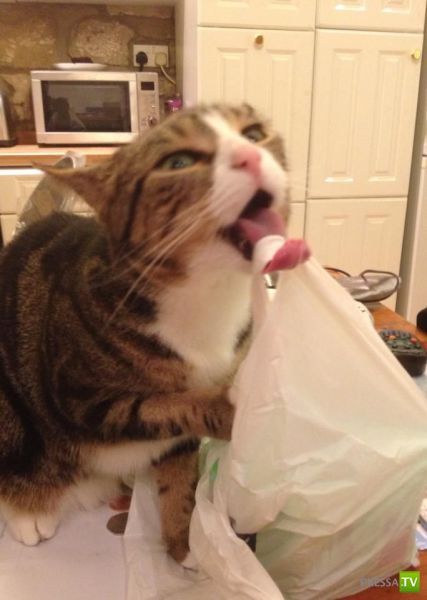 �������� ��������, ����� 7 (40 ����)