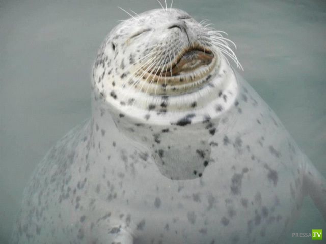 �������� ��������, ����� 7 (40 ����)