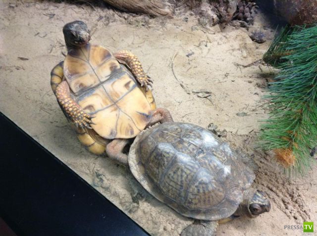 �������� ��������, ����� 7 (40 ����)