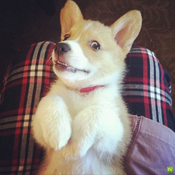 �������� ��������, ����� 7 (40 ����)