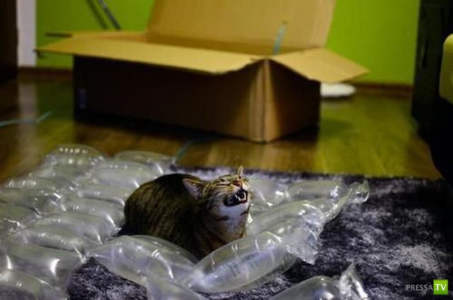 �������� ��������, ����� 7 (40 ����)