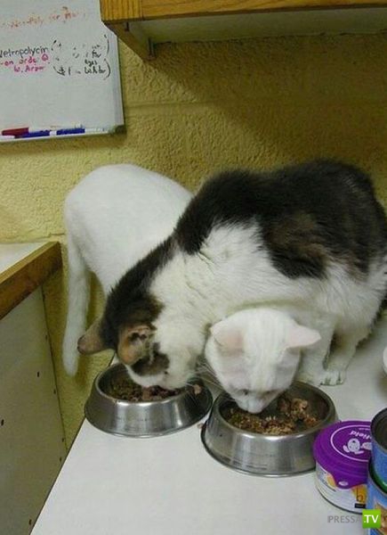 �������� ��������, ����� 7 (40 ����)