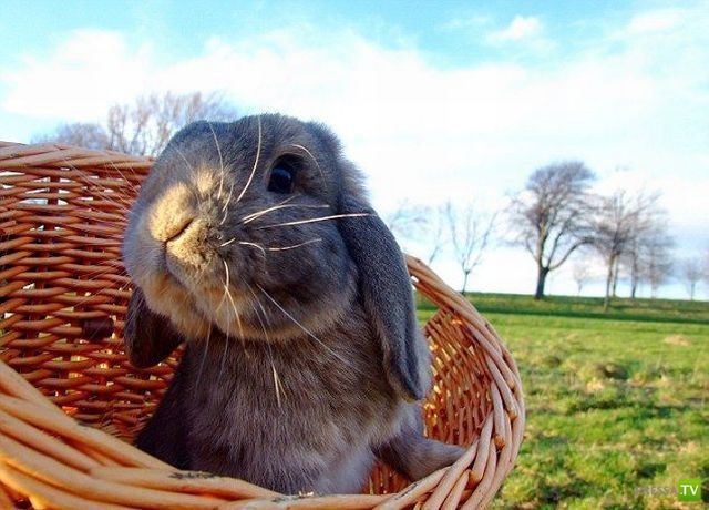 �������� �������� ����� � �������� �������� (45 ����)