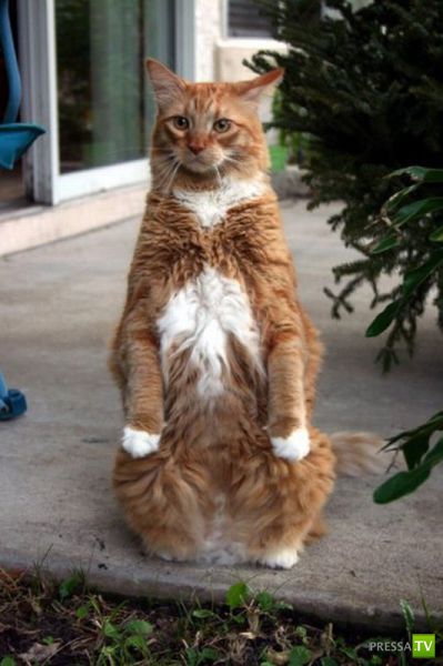 �������� �������� ����� � �������� �������� (45 ����)