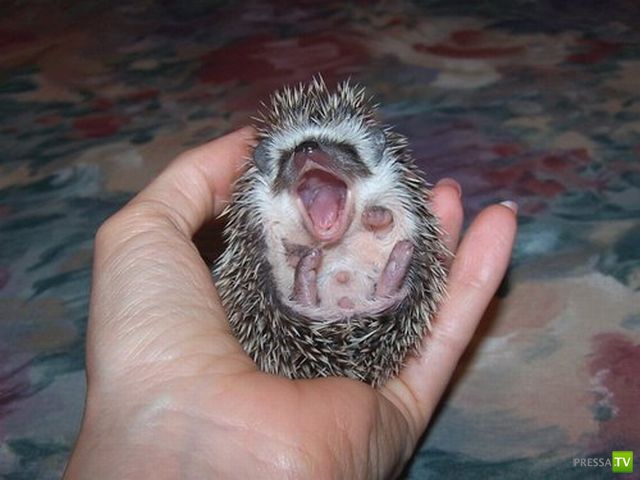 �������� �������� ����� � �������� �������� (45 ����)