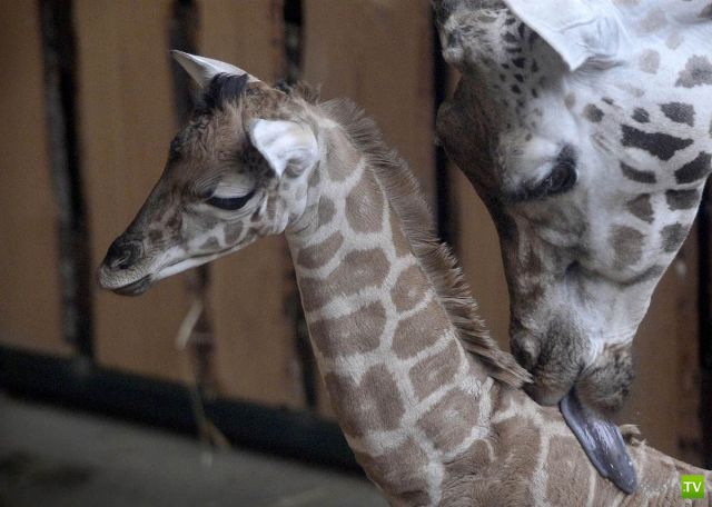 �������� �������� ����� � �������� �������� (45 ����)