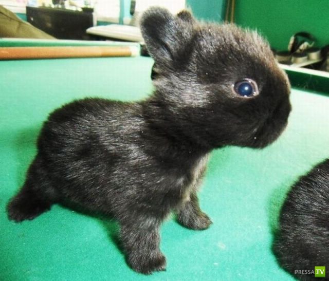 �������� �������� ����� � �������� �������� (45 ����)