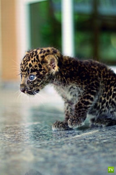 �������� �������� ����� � �������� �������� (45 ����)