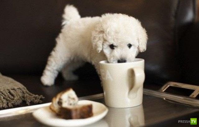 �������� �������� ����� � �������� �������� (45 ����)