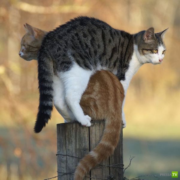 �������� �������� ����� � �������� �������� (45 ����)