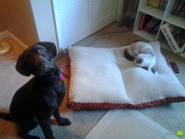 �������� �������� ����� � �������� �������� (45 ����)