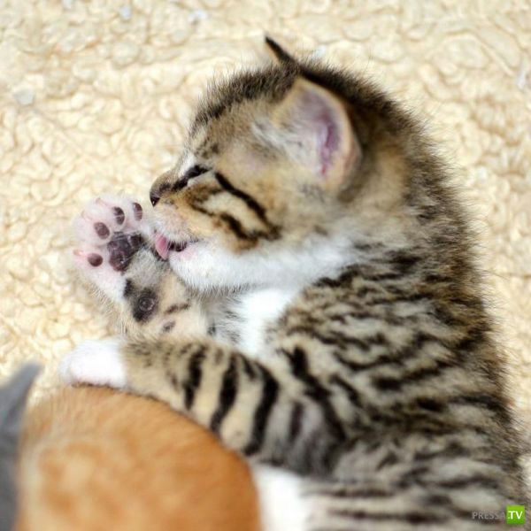 �������� �������� ����� � �������� �������� (45 ����)