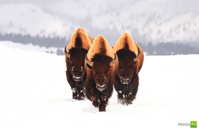 �������� �������� ����� � �������� �������� (45 ����)