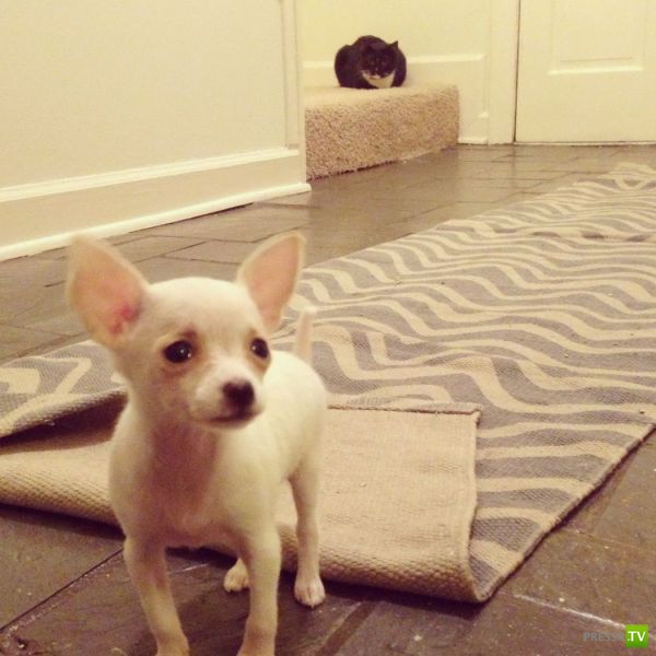 �������� �������� ����� � �������� �������� (45 ����)